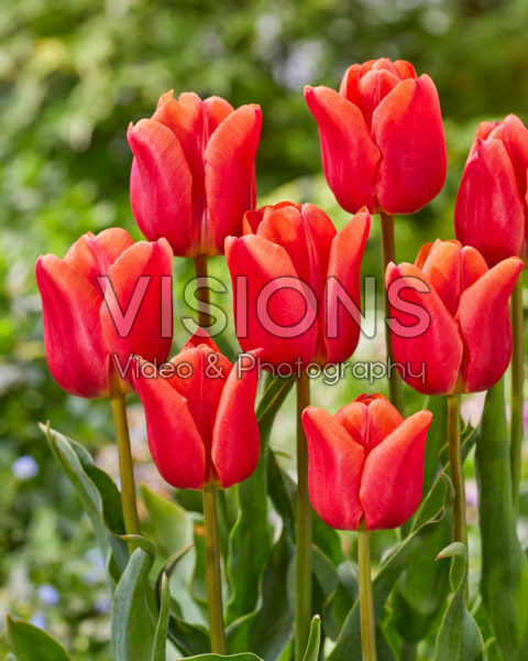 Tulipa Countus Tulipa Countus
