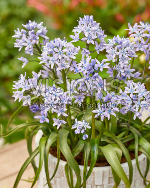 Hyacinthoides mauritanica