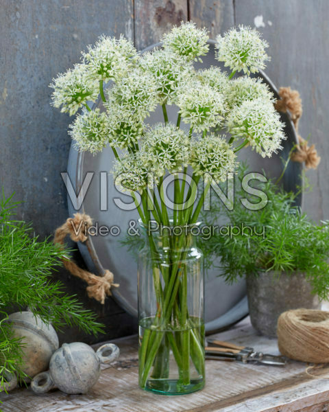 Allium Mount Everest