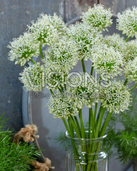 Allium Mount Everest Allium Mount Everest