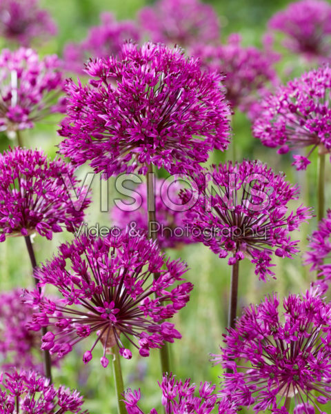 Allium Purple Sensation Allium Purple Sensation