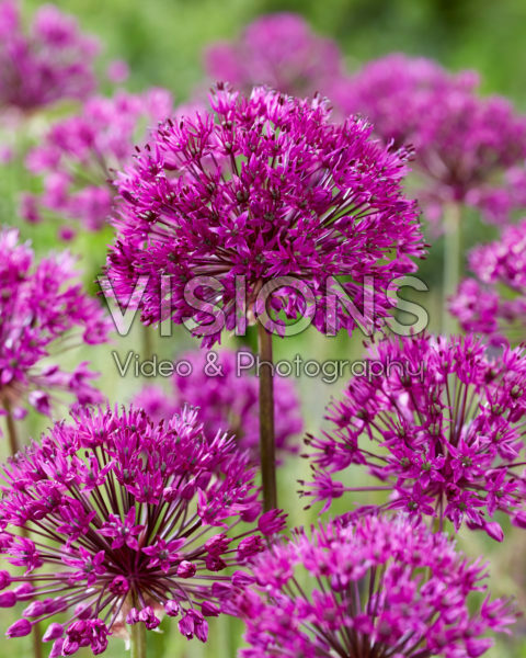 Allium Purple Sensation
