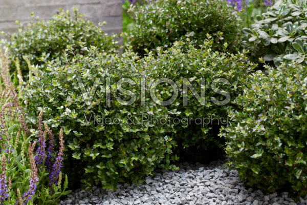 Lonicera nitida Garden Clouds® Copper Glow Lonicera nitida Garden Clouds® Copper Glow