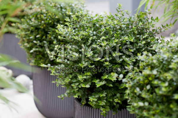 Lonicera nitida Garden Clouds Copper Glow | Visions Pictures