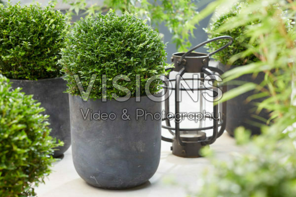 Lonicera nitida Garden Clouds Green Breeze | Visions Pictures