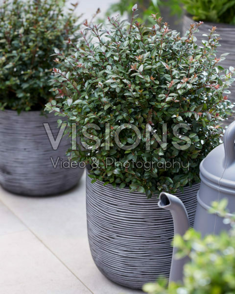Lonicera nitida Garden Clouds® Purple Storm Lonicera nitida Garden Clouds® Purple Storm