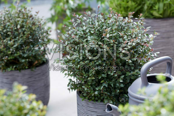 Lonicera nitida Garden Clouds Purple Storm | Visions Pictures