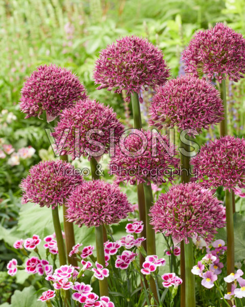 Allium Ostara Allium Ostara