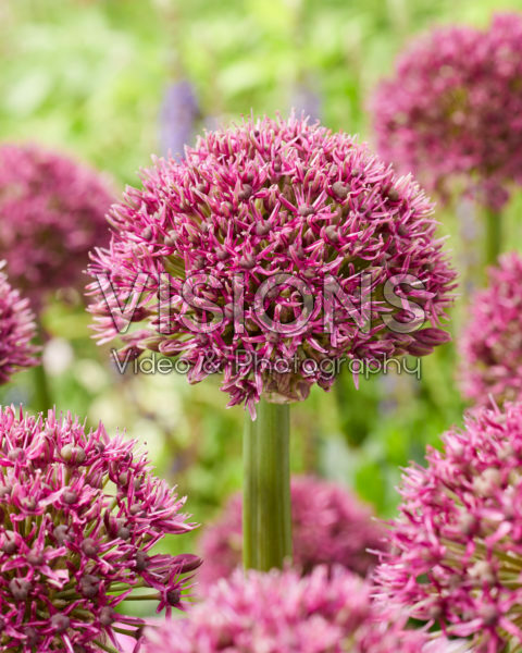 Allium Ostara Allium Ostara