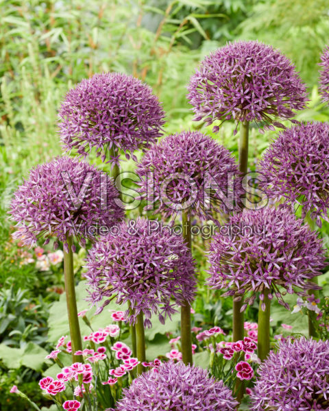 Allium Jackpot Allium Jackpot