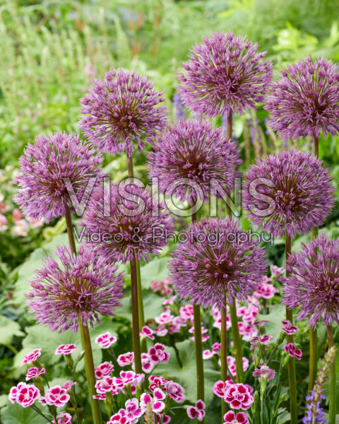 Allium Little Dean Allium Little Dean