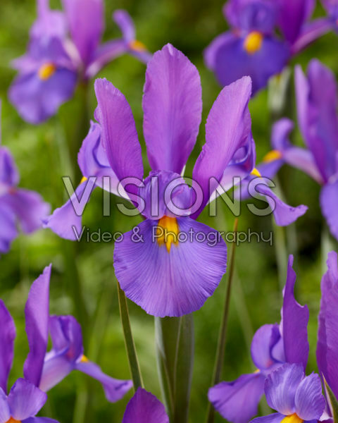 Iris Ultra Violet Iris Ultra Violet