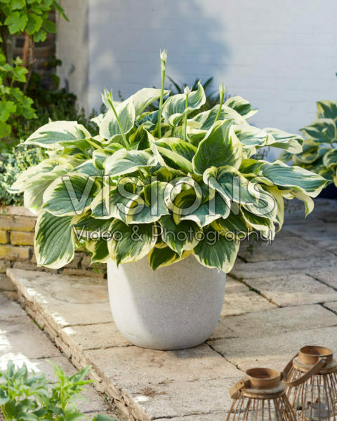 Hosta Broadway