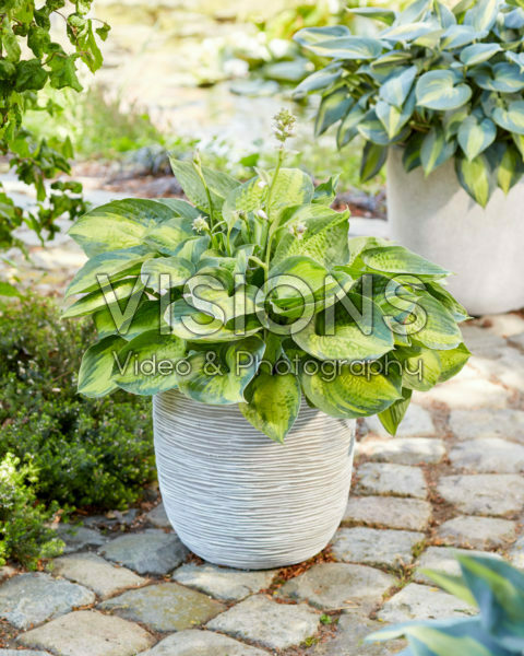 Hosta Alligator Alley Hosta Alligator Alley