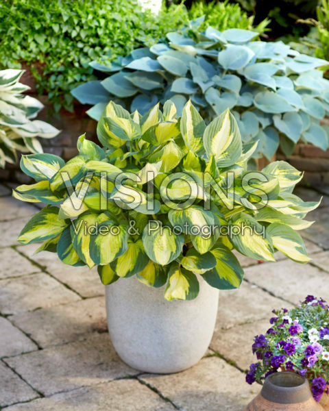 Hosta Georgia Sweetheart Hosta Georgia Sweetheart