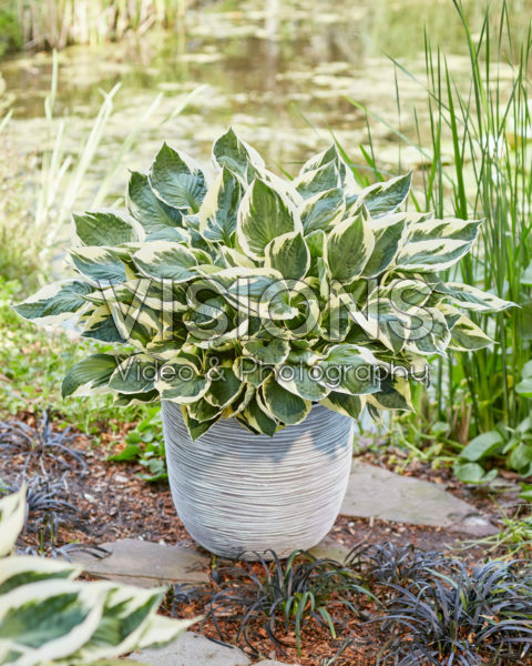 Hosta Karin