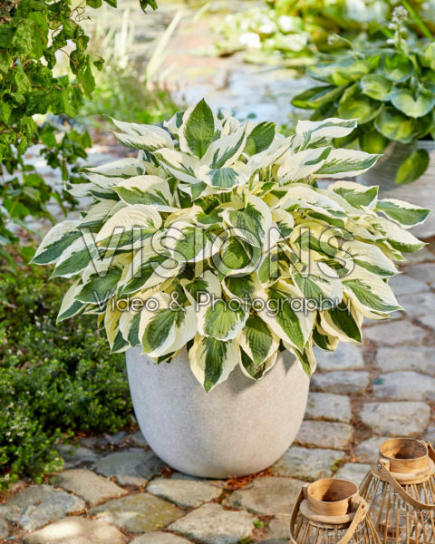 Hosta Patriot Hosta Patriot