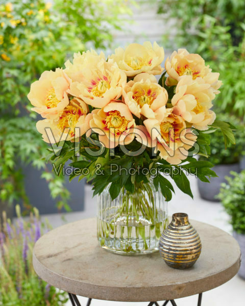 Paeonia Prairie Charm Paeonia Prairie Charm