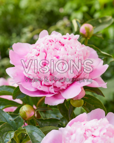Paeonia Monsieur Jules Elie Paeonia Monsieur Jules Elie