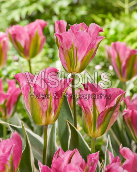 Tulipa Pink Artist Tulipa Pink Artist