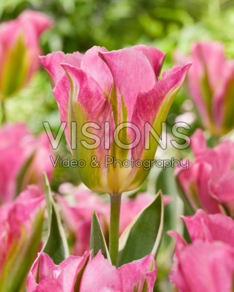 Tulipa Pink Artist Tulipa Pink Artist