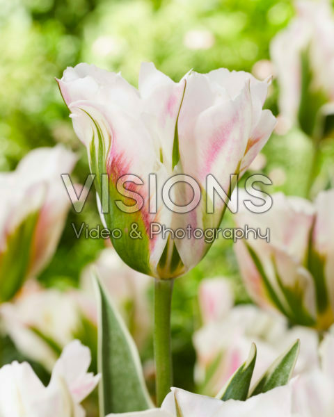 Tulipa Blushing Artist