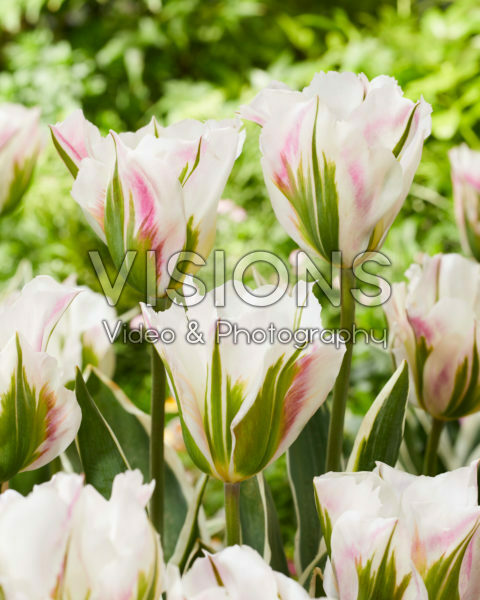 Tulipa Blushing Artist