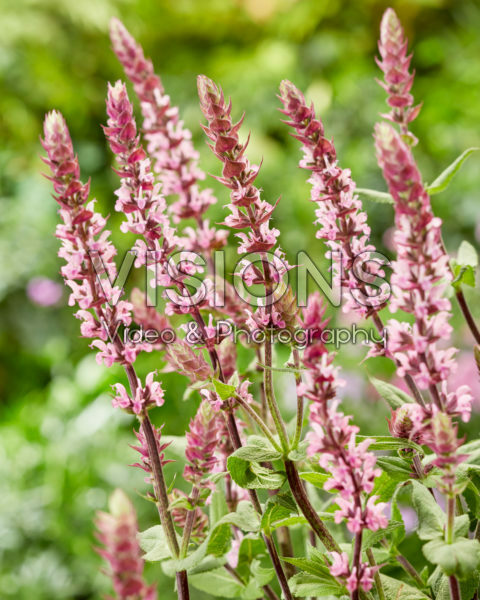 Salvia nemorosa Caradonna Pink Salvia nemorosa Caradonna Pink