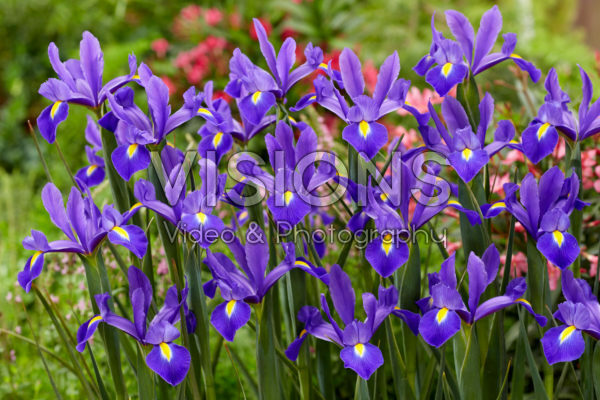Iris Valentine Iris Valentine