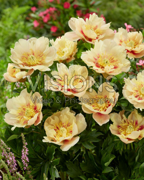 Paeonia Prairie Charm Paeonia Prairie Charm