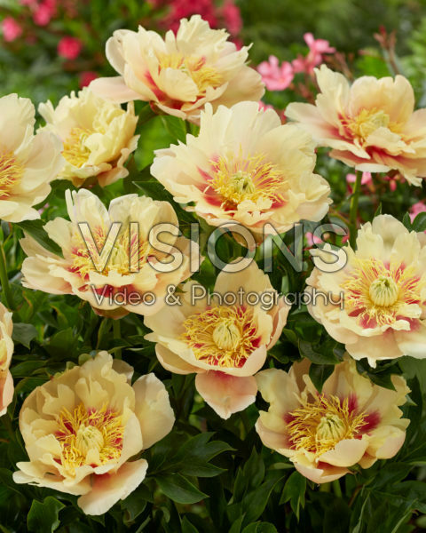 Paeonia Prairie Charm Paeonia Prairie Charm
