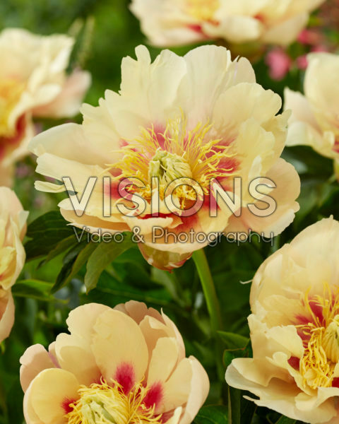 Paeonia Prairie Charm Paeonia Prairie Charm