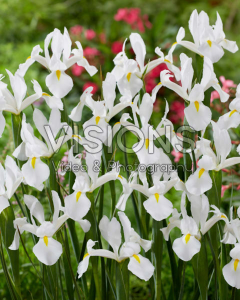 Iris Alaska Iris Alaska