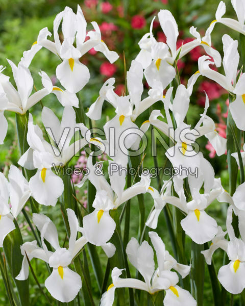 Iris Alaska Iris Alaska