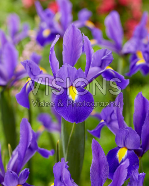 Iris Valentine