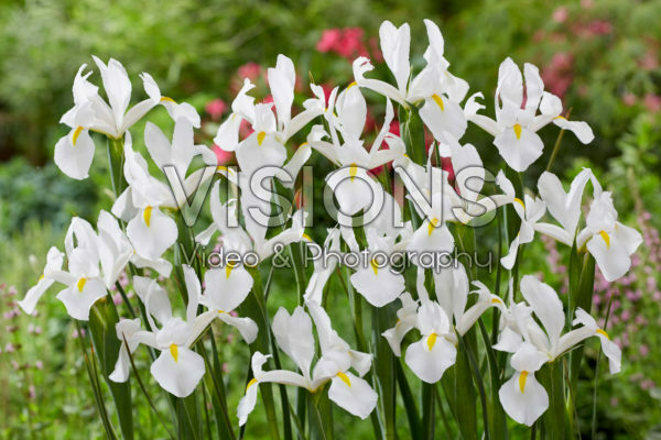 Iris Alaska Iris Alaska