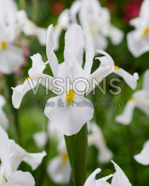 Iris Alaska Iris Alaska