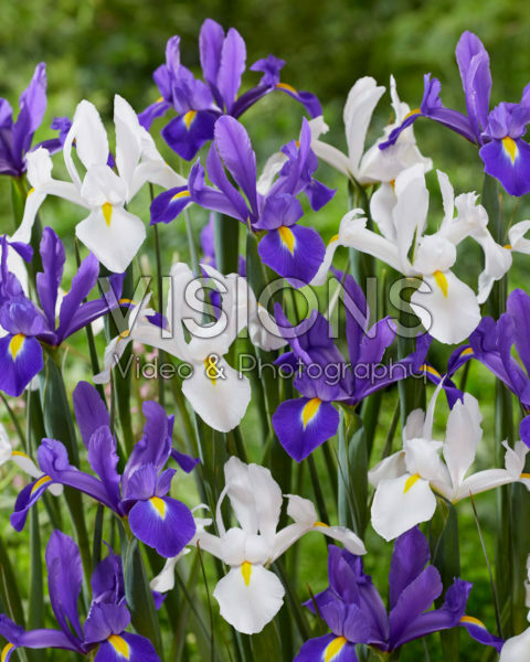 Iris Alaska, Valentine Iris Alaska, Valentine