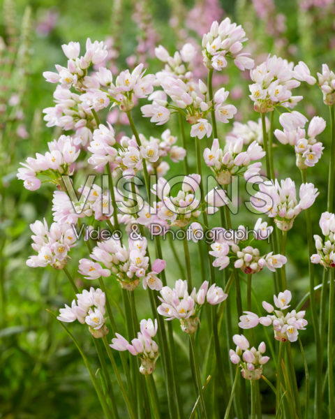Allium roseum Allium roseum