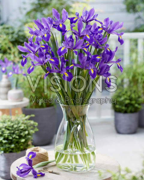 Iris Valentine Iris Valentine