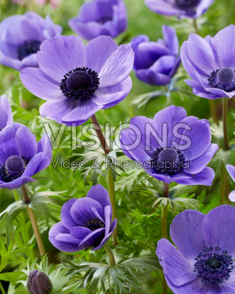 Anemone coronaria Mr. Fokker Anemone coronaria Mr. Fokker