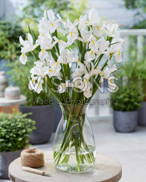 Iris Alaska Iris Alaska