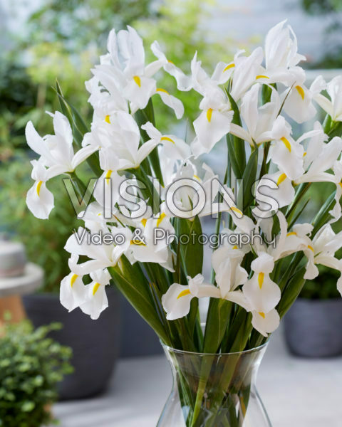Iris Alaska
