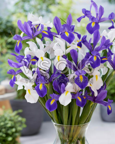 Iris Alaska, Valentine