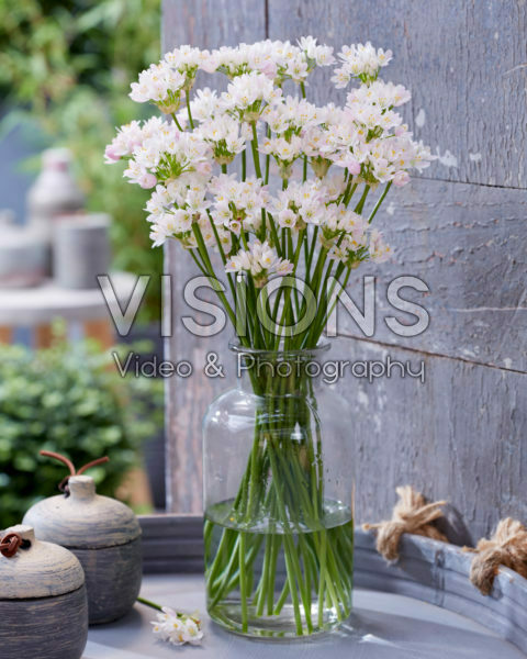 Allium roseum Allium roseum
