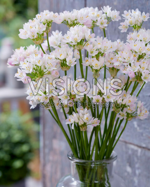 Allium roseum Allium roseum