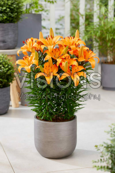 Lilium Select Joy Lilium Select Joy