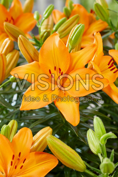 Lilium Lava Joy