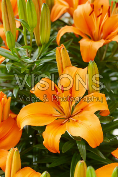 Lilium Select Joy Lilium Select Joy