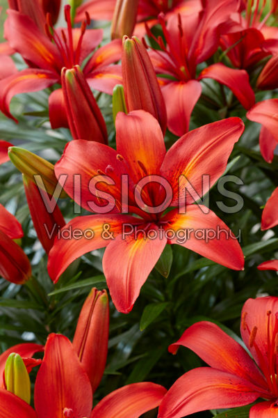 Lilium Tropical Joy Lilium Tropical Joy